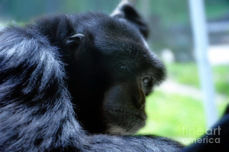 Gibbon close up Photograph by Frank Larkin