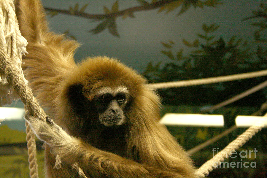 Gibbon Looking Intently Photograph by Mary Mikawoz