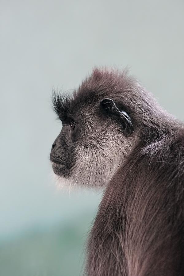 Gibbon Monkey Profile Portrait Photograph by Tracie Schiebel