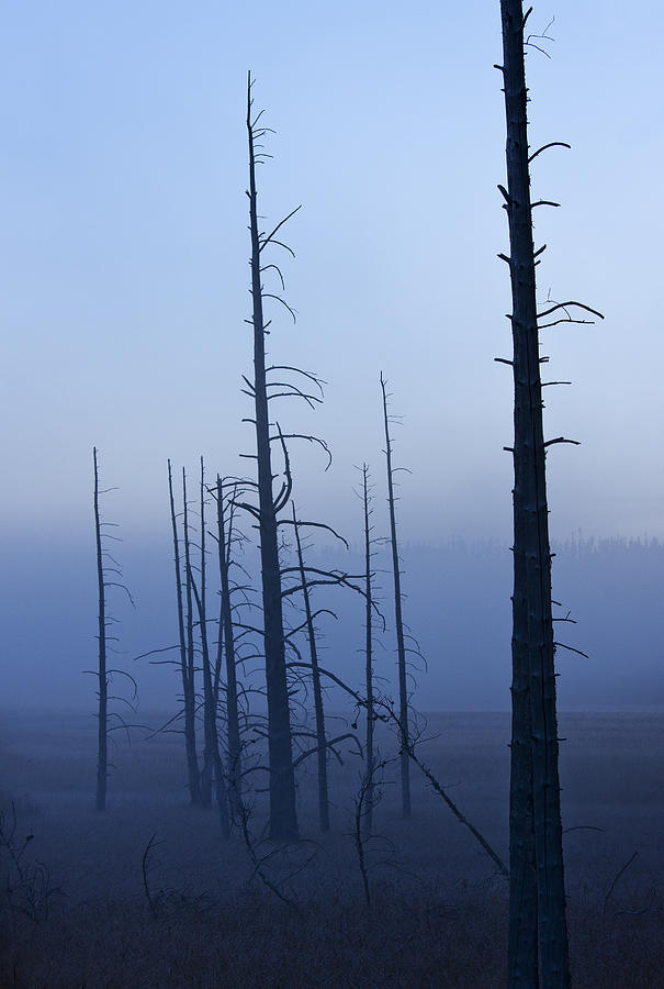 Yellowstone National Park Photograph - Gibbon Morning by John Blumenkamp
