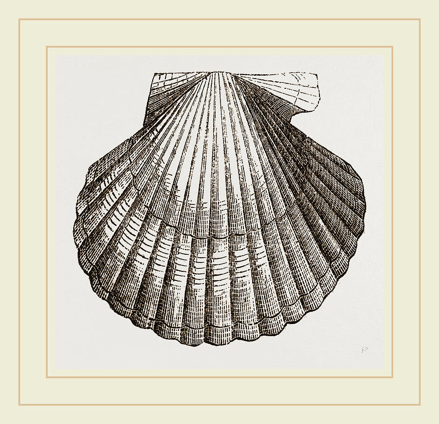 Gibbous Scallop Drawing by Litz Collection Fine Art America