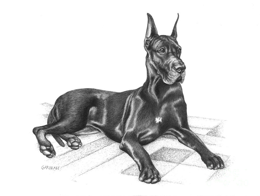 Dog Drawing - Gibbs by Catherine Garneau