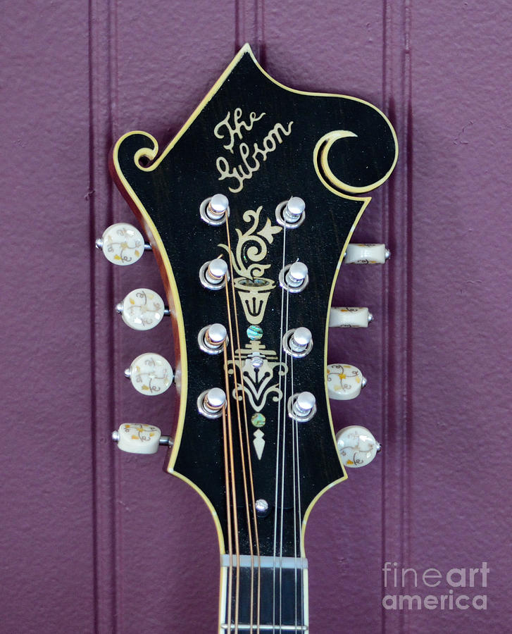 Gibson Mandolin Photograph by Alys Caviness-Gober