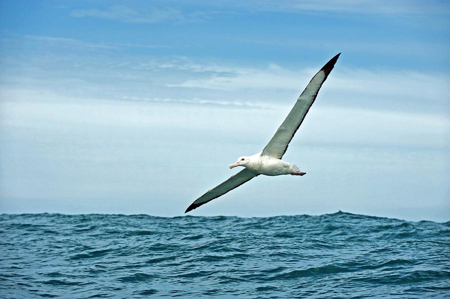 Gibsons Wandering Albatross In Flight Photograph by Tony Camacho/science Photo Library