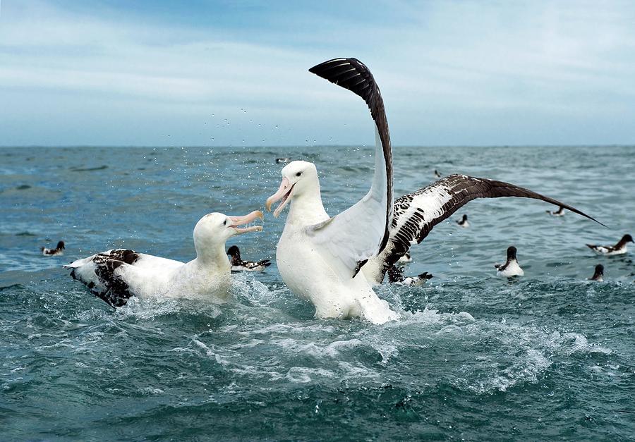 gibson's wandering albatross
