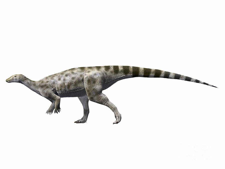 Animal Digital Art - Gideonmantellia Amosanjuanae, Early by Nobumichi Tamara Animal Digital Art - Gideonmantellia Amosanjuanae, Early by Nobumichi Tamara