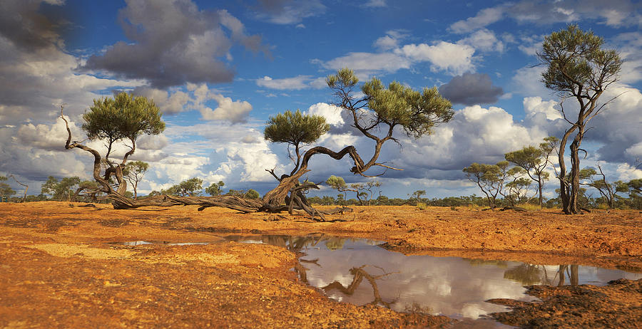 Gidgee Trees And Waterhole Queensland Photograph by Martin Willis