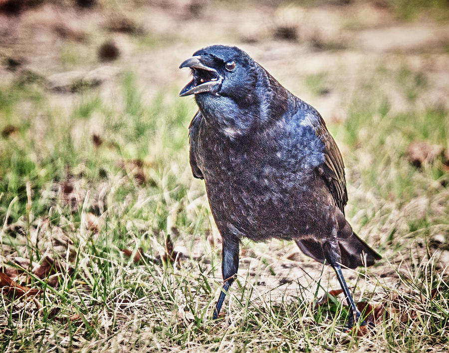 Crow Photograph - Gidoudahere by Bill LITTELL