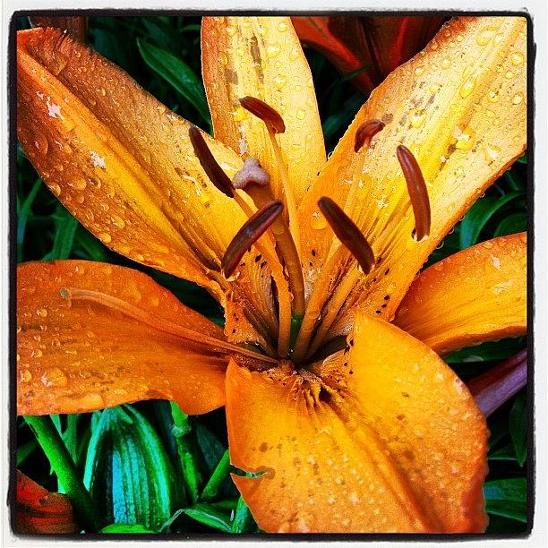Lily Photograph - Gift From #mom #orange #lily #rainyday by Teresa Mucha