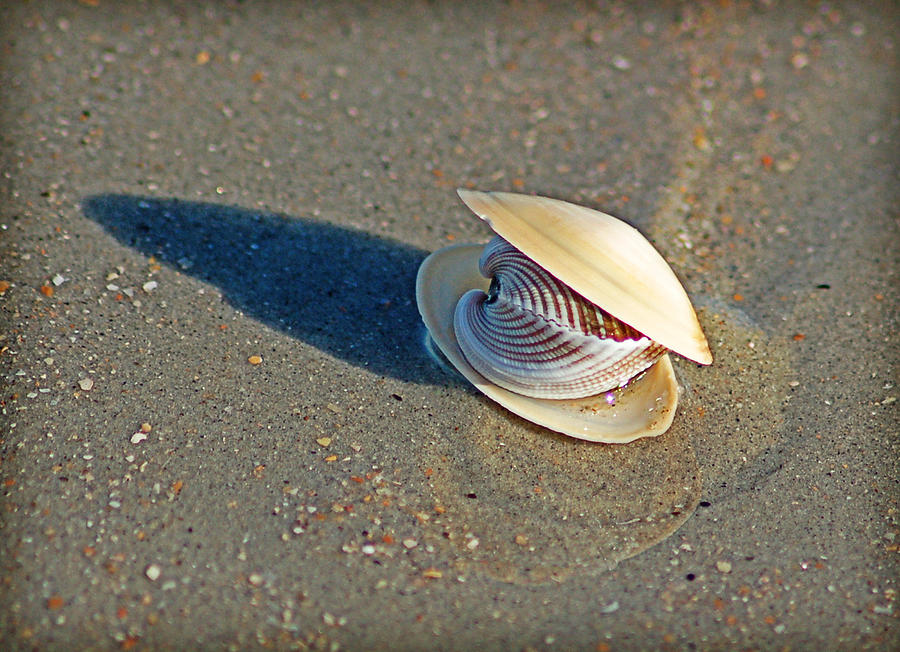 Gift from the Sea Photograph by Linda Brown