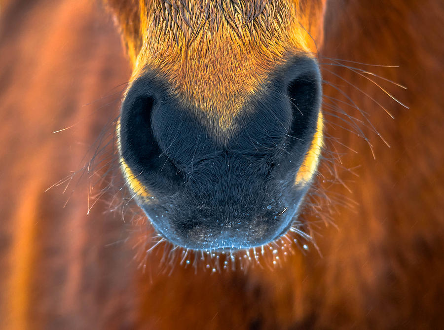 Farm Photograph - Gift Horse by Brian Stevens