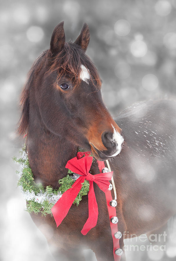 Gift Horse Dream Photograph by Sari ONeal