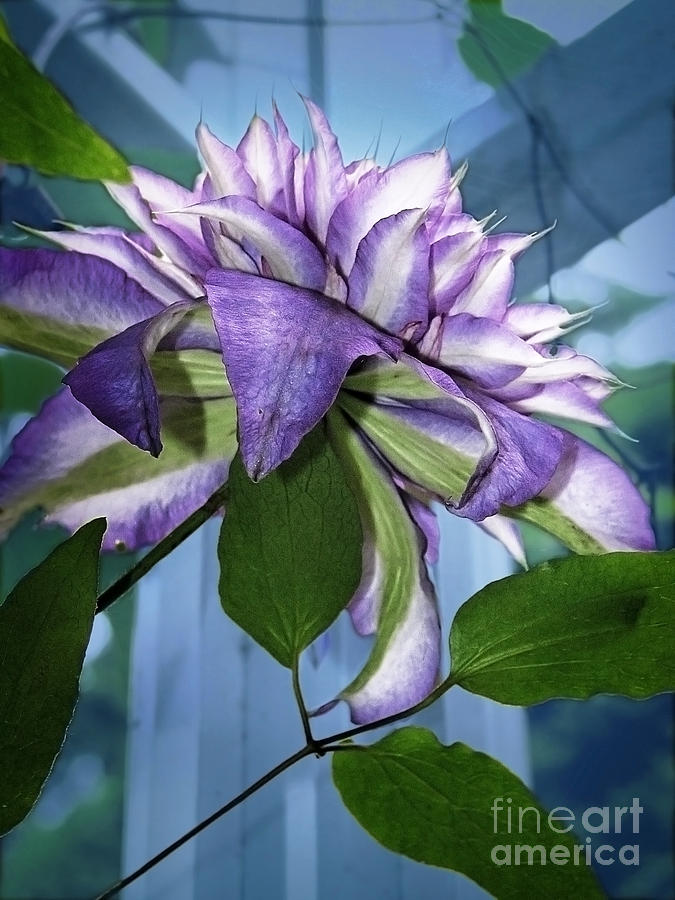 Gift of Clematis Photograph by Ellen Cotton