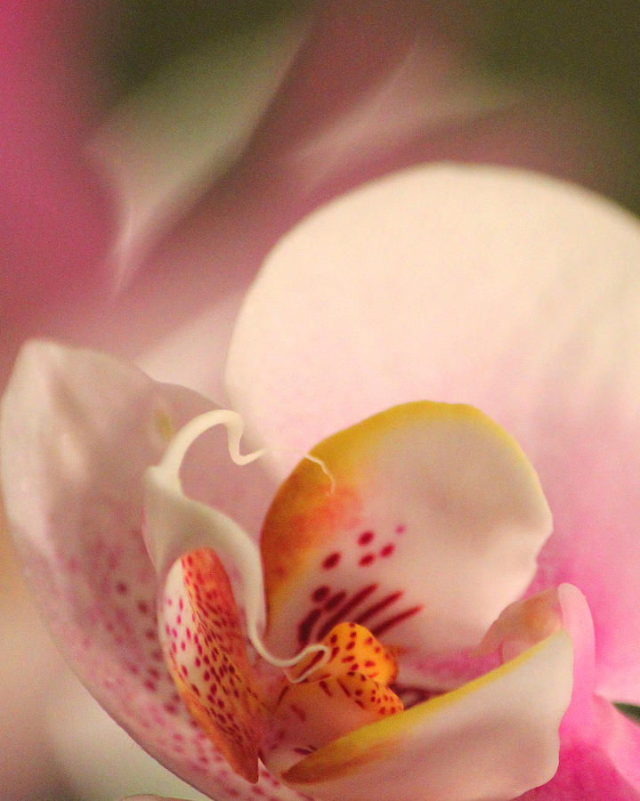 Orchid Photograph - Gift of Life by The Art Of Marilyn Ridoutt-Greene