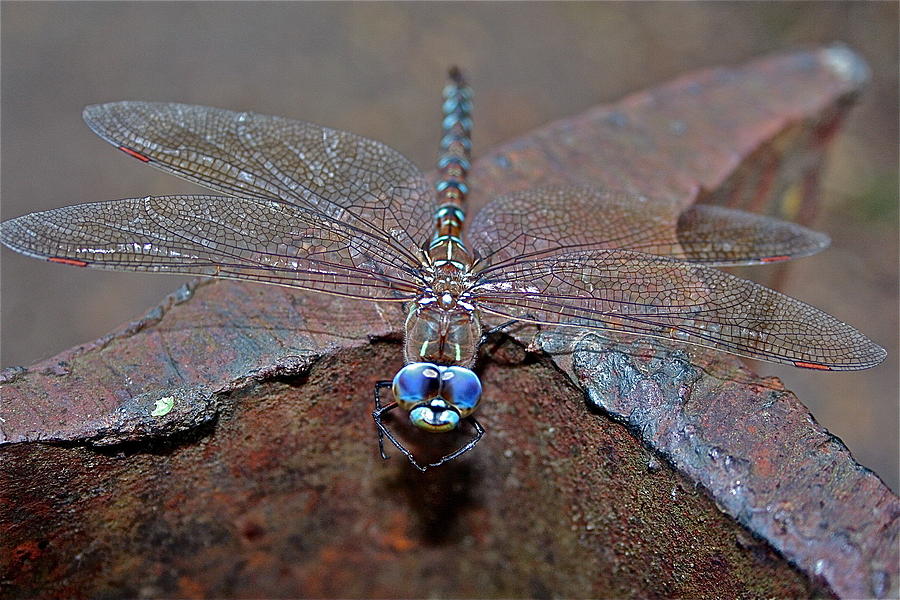 Gift Of The Dragonfly Photograph by Catia Juliana