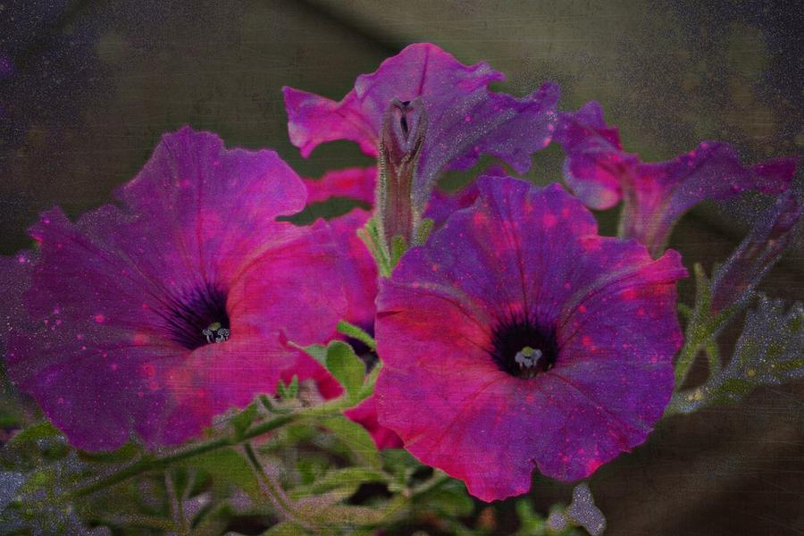 Gifted Petunias Photograph by Barbara S Nickerson