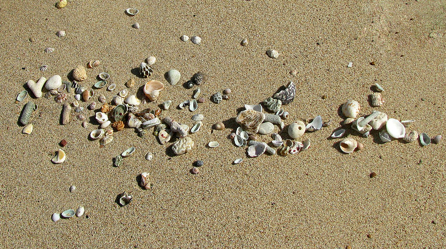 Gifts From The Ocean 02 Photograph by Pamela Critchlow