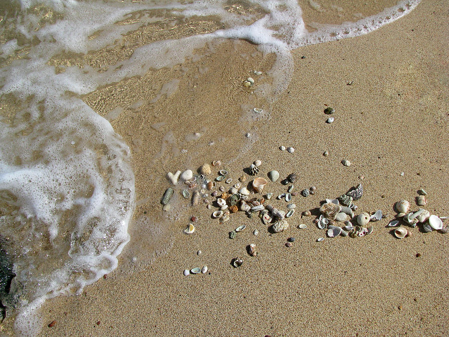 Shell Photograph - Gifts From The Ocean 03 by Pamela Critchlow