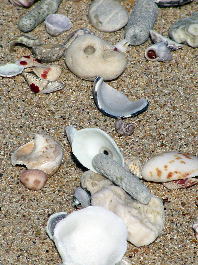 Gifts From The Ocean 08 Photograph by Pamela Critchlow