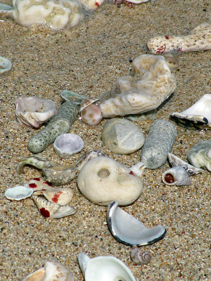 Shell Photograph - Gifts From The Ocean  09 by Pamela Critchlow