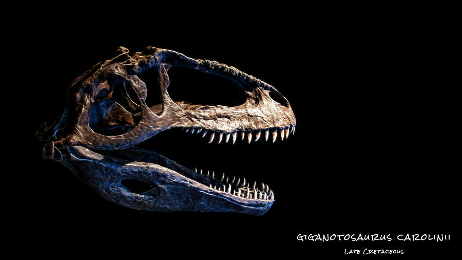Giganotosaurus Skull 3 Photograph by Weston Westmoreland