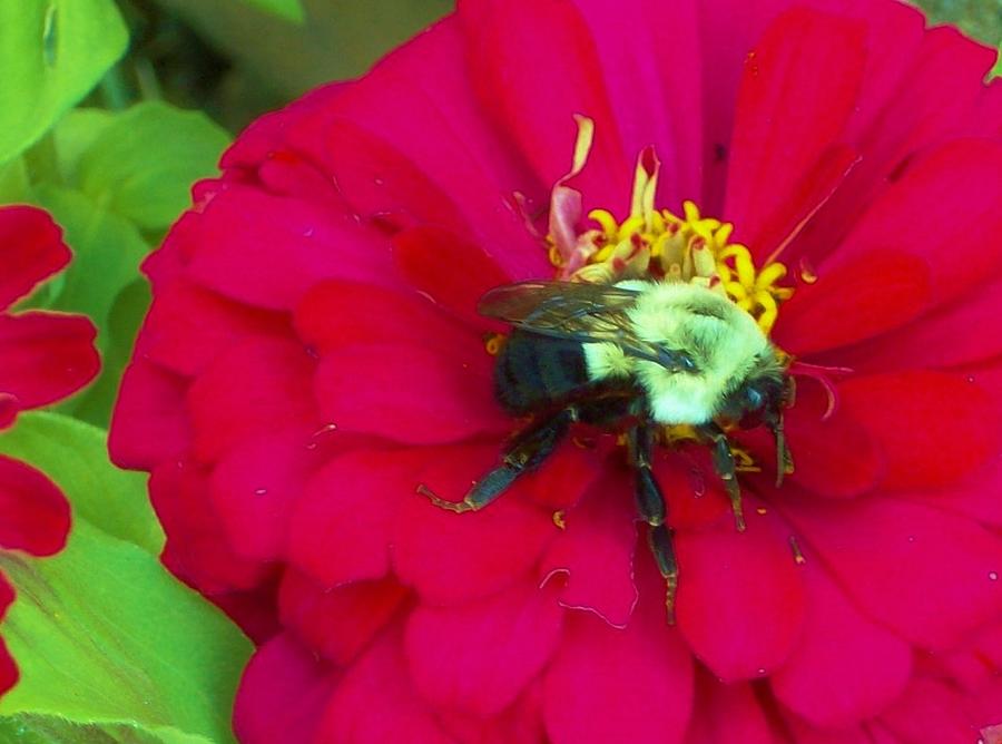 Gigantic Bee Resting On Zinnia Photograph by Sharon Ackley