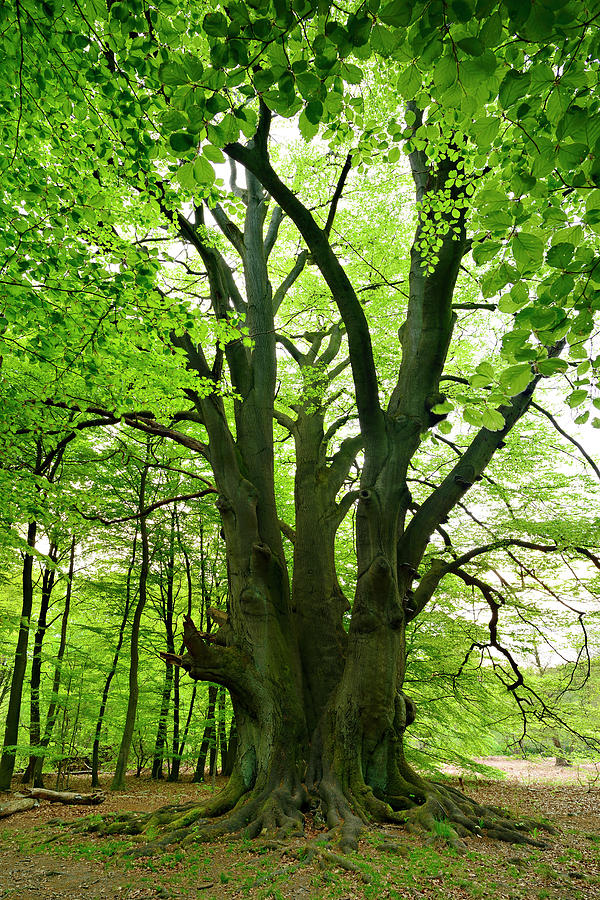 Gigantic Beech Tree In Spring Forest Photograph by Avtg