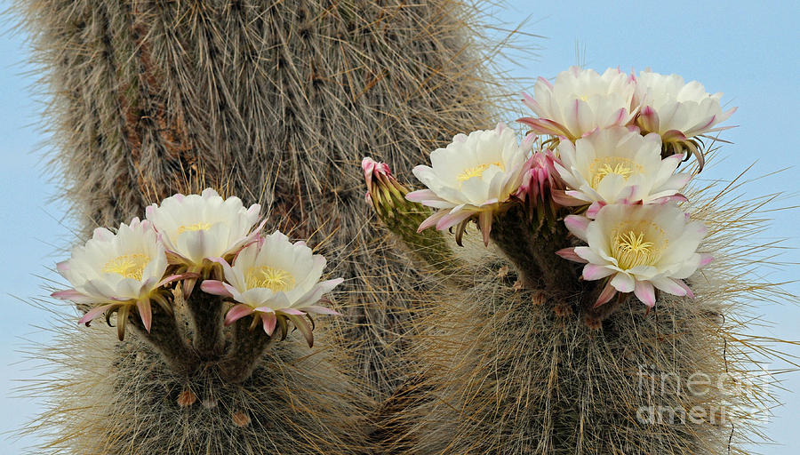 Gigantic Cacti Blossoms Bolivia Photograph by Vivian Christopher