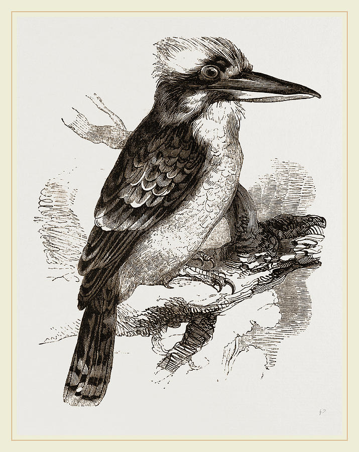 Gigantic Kingfisher Drawing by Litz Collection - Fine Art America
