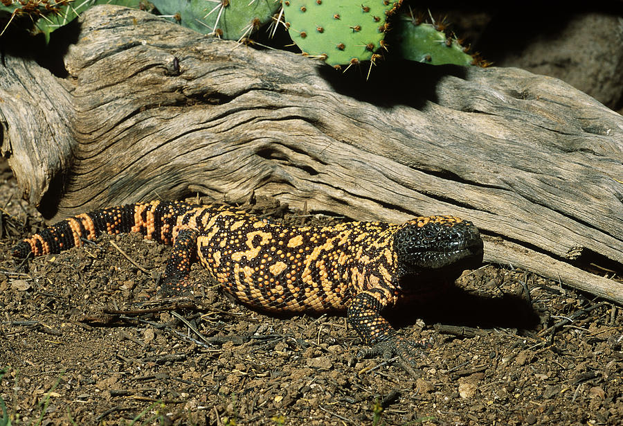 Gila Monster Photograph by Craig K. Lorenz - Fine Art America