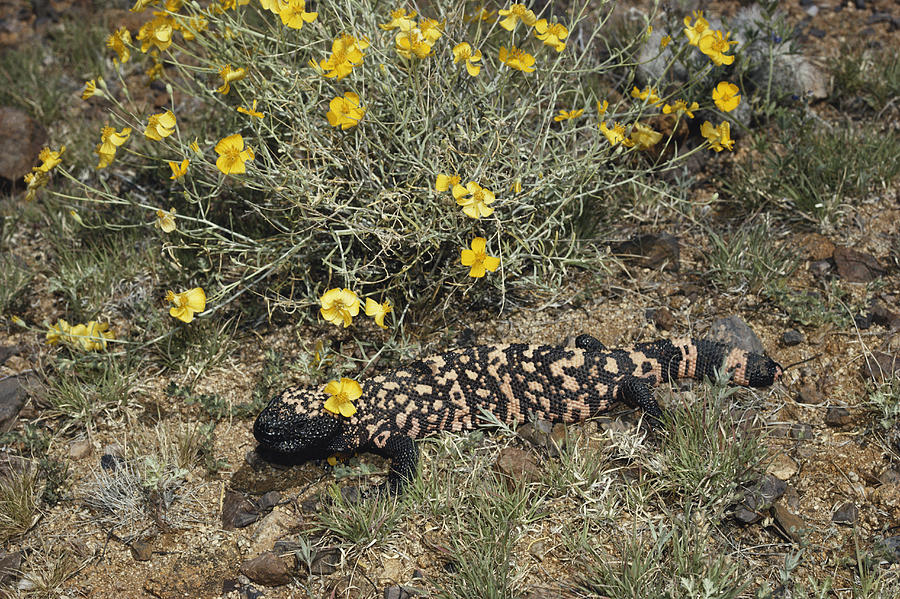 Gila Monster Photograph by Gerald C. Kelley