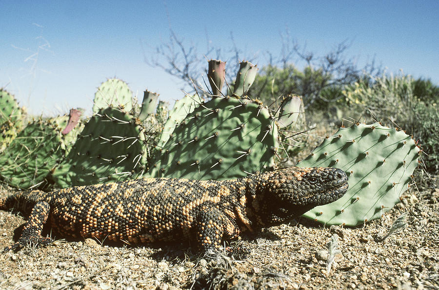 Gila Monster Heloderma S. Suspectum Photograph by Gerald C. Kelley