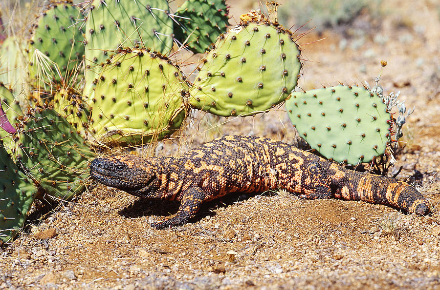Gila Monster, Sonoran Desert Photograph by Craig K. Lorenz