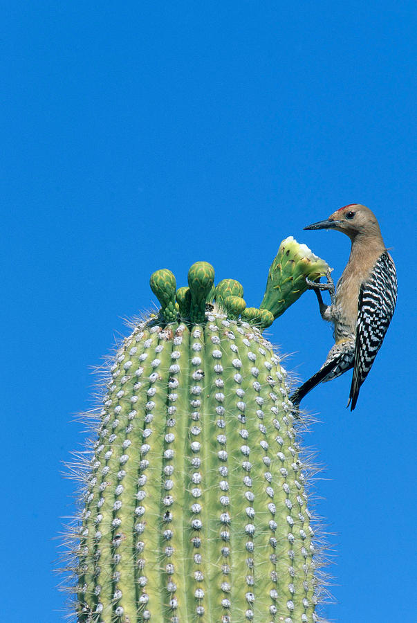 Gila Woodpecker Photograph by Brenda Tharp - Fine Art America