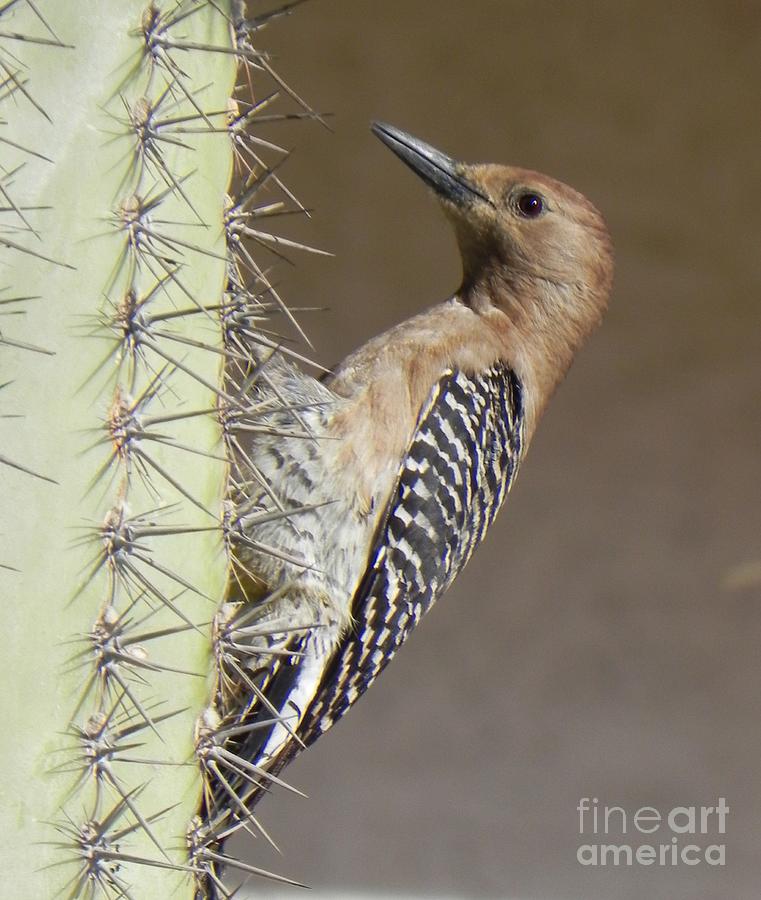 Gila Woodpecker Photograph by Deb Halloran