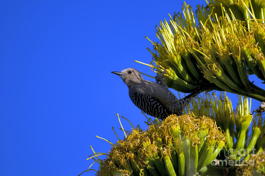 Saguaro National Park Photograph - Gila Woodpecker by Mark Newman