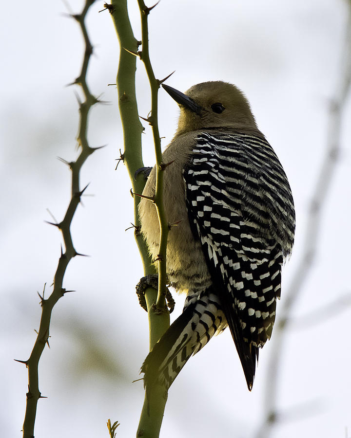 Gila Woodpecker Photograph by Paul Riedinger
