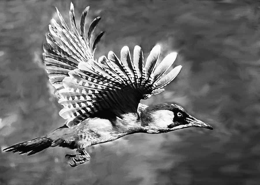 Bird Photograph - Gila Woodpecker Sedona Arizona by Bob and Nadine Johnston