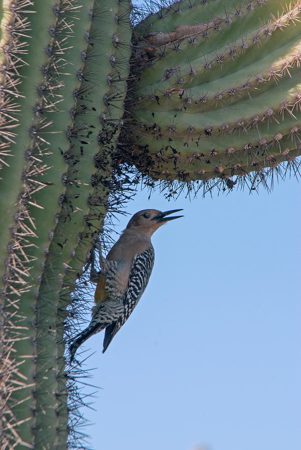 Gila Woodpecker Photograph by Tam Ryan