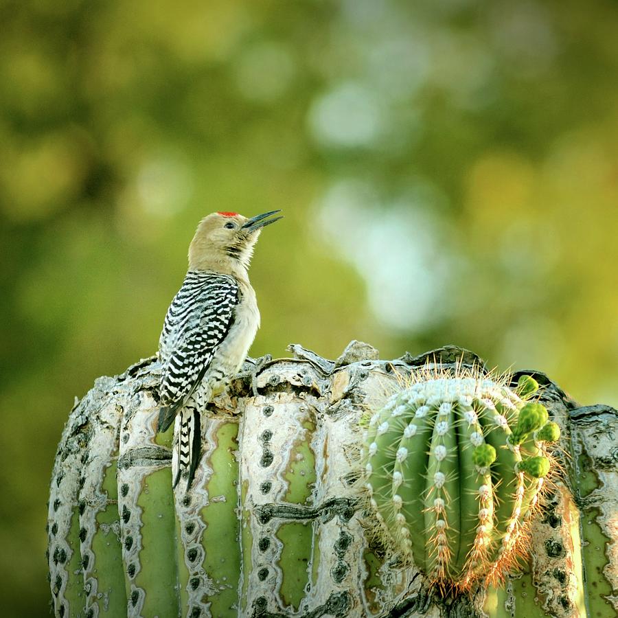 Tucson Photograph - Gila Woodpecker by Yuko Smith Photography