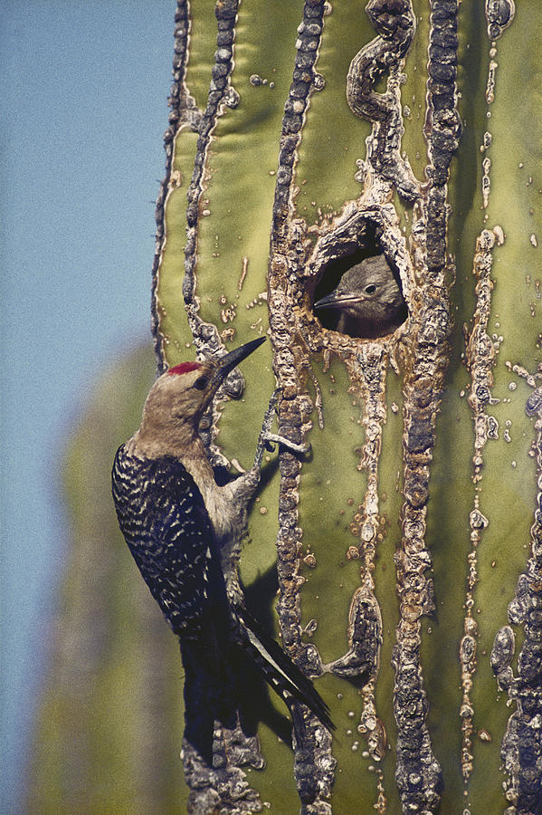Gila Woodpeckers Photograph by R. Van Nostrand