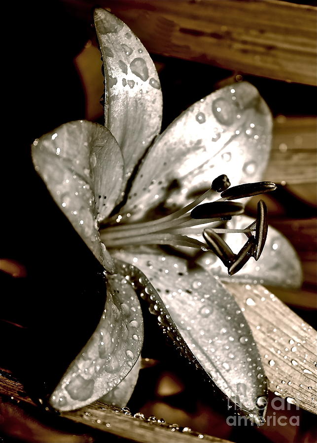 Lily Photograph - Gilded Lilies 3 by Linda Bianic