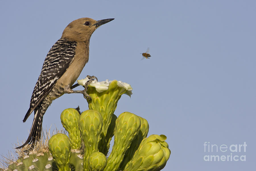 Woodpecker Photograph - Gila woodpecker and Bee by Bryan Keil