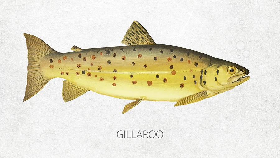 Salmon Digital Art - Gillaroo by Aged Pixel