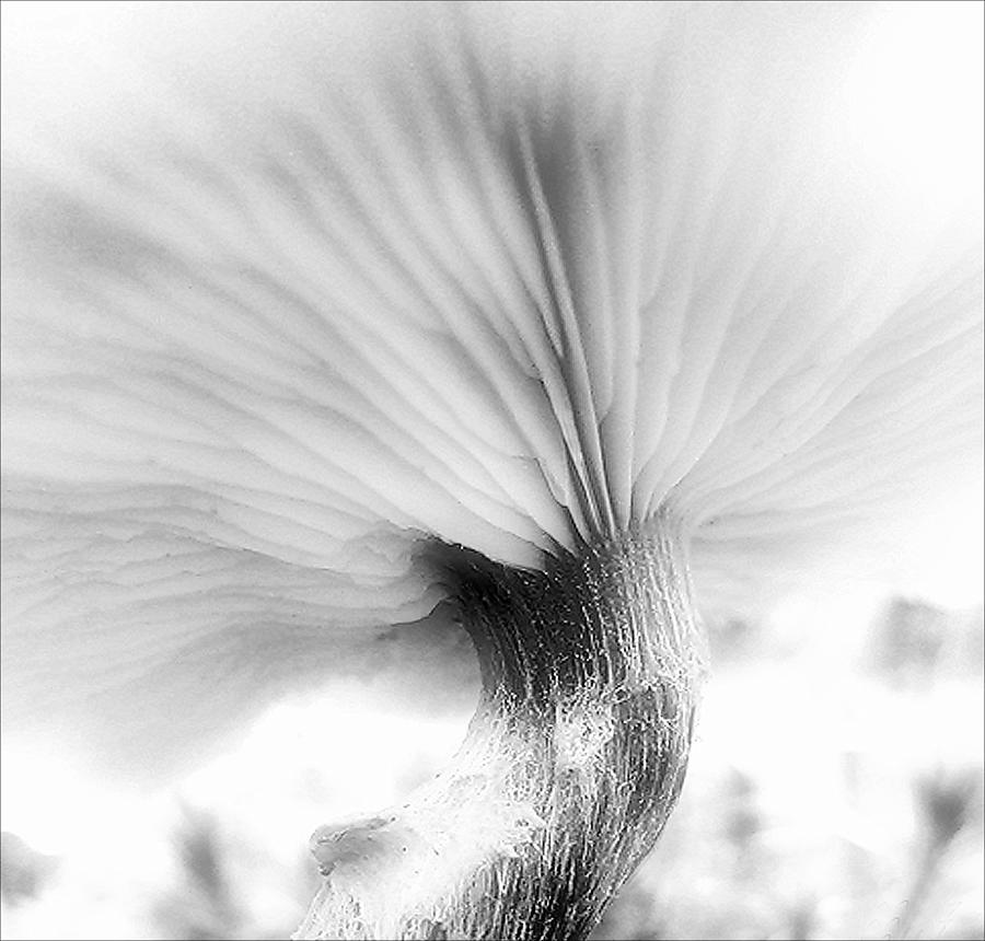 Gills in Black and White Photograph by Louise Kumpf