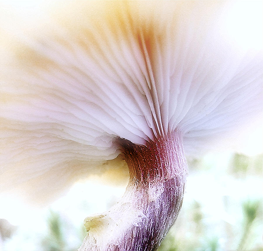 Mushroom Photograph - Gills by Louise Kumpf