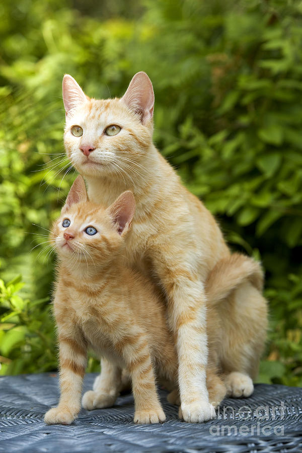 Ginger Cat And Kitten Photograph By Jean-michel Labat