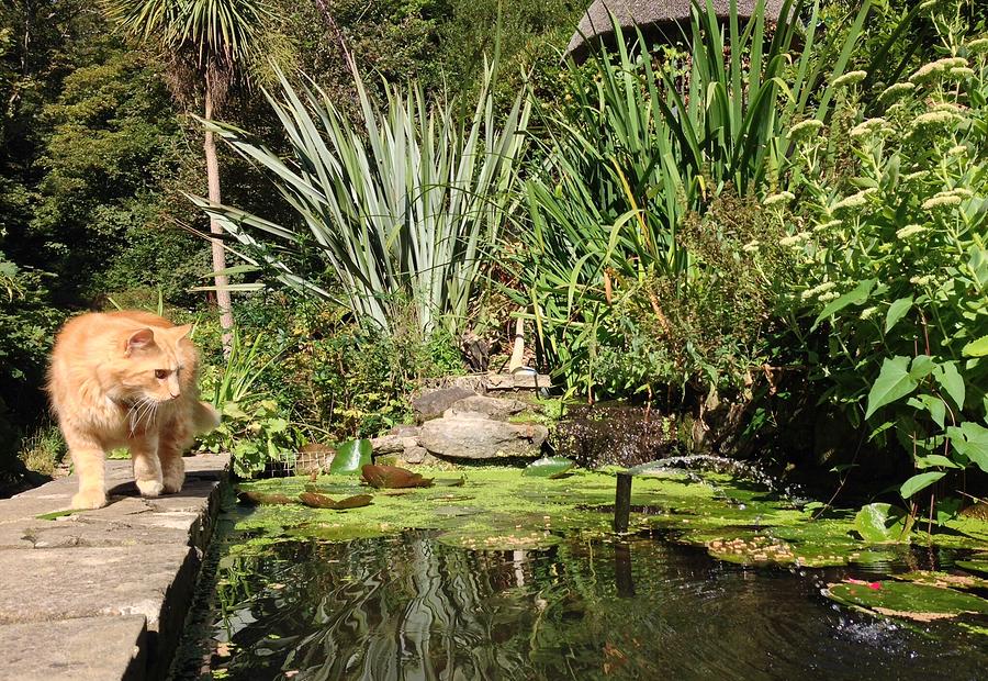Ginger Cat fishwatching Photograph by Kate Gibson Oswald