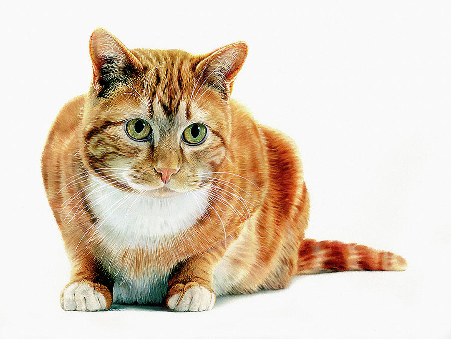 Ginger Cat Photograph by Ikon Ikon Images