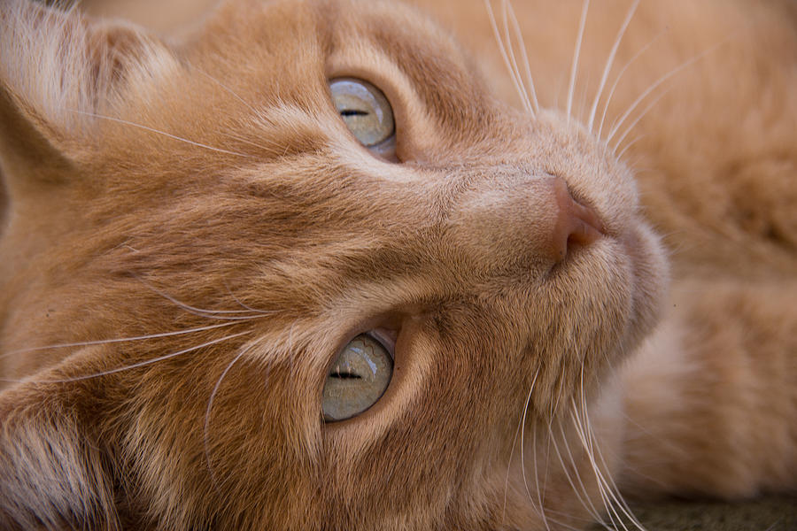 Ginger Cat Photograph by Keith Thorburn LRPS EFIAP CPAGB - Fine Art America